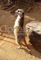 Southern African Meerkat Lookout