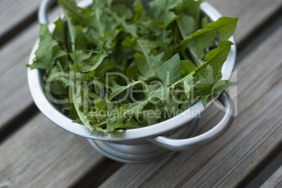 dandelion leaves in metal colander