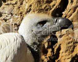 Close-up of African White Backed Vulture head