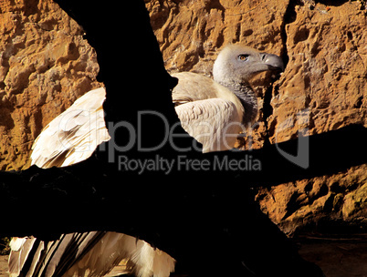 African White Backed Vulture in tree