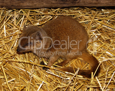 Picture of Yellow Mongoose called Red Meerkat