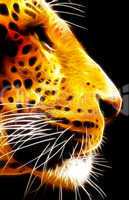 Neon Isolated Close-up Leopard Face Side View