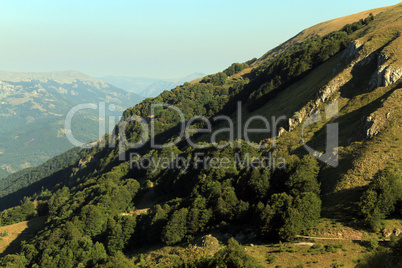 Forest and rock