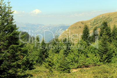 Forest in national park