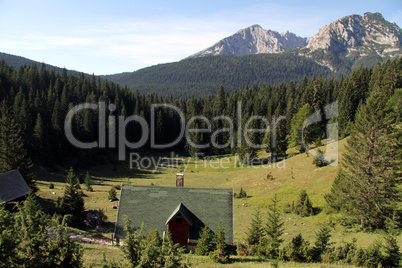 Houses and forest