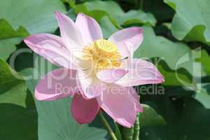 lotus and leaves