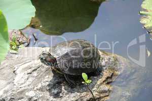 Tortoise on the rock in small pond