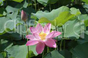 Lotus and pond