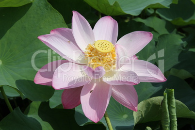 Lotus and leaves