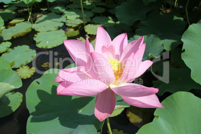 Pink lotus and green leaves