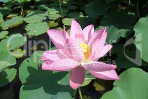 Pink lotus and green leaves