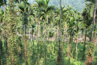 Palm trees and railroad