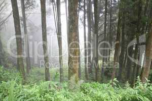Morning in the Alishan national park