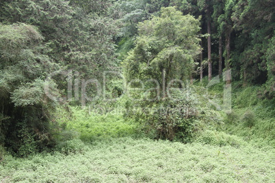 Dense forest in Alishan national park