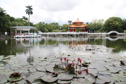 Lotus pond in the City park