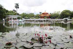Lotus pond in the City park