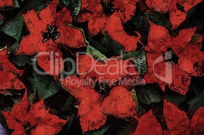 Poinsettia Flowers(Painting-Vector)