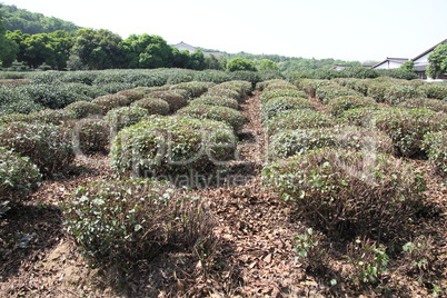 Tea plantation with bushes