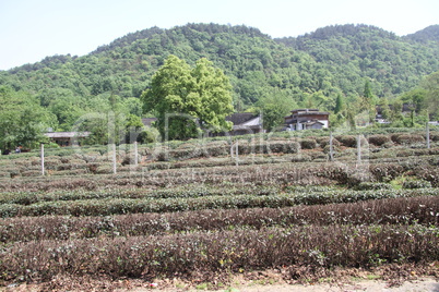 Hill and tea plantation