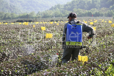 Worker on the tea plantation