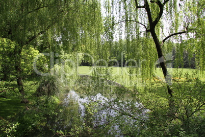 trees, lake and lown in the garden on the West lake
