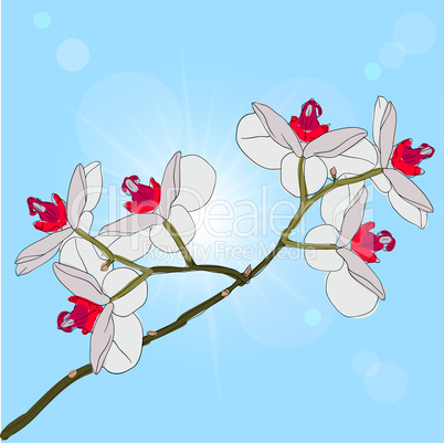 twig blossoming orchids on a background