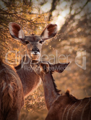 Rare Tender Moment Kudu Ewe and Calf