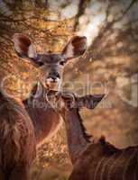 Rare Tender Moment Kudu Ewe and Calf