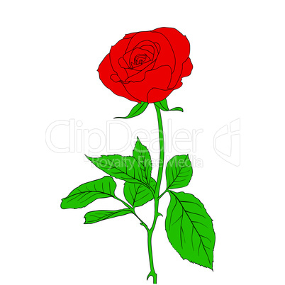 One red Rose in hand drawn style