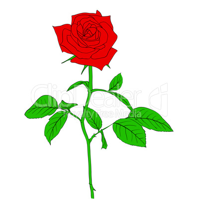 One red Rose in hand drawn style