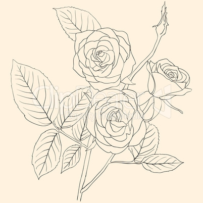 hand drawing illustration of a  bouquet of roses