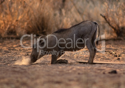 Small Warthog Blowing Dust To Find Food