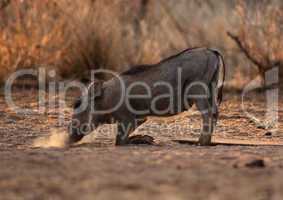 Small Warthog Blowing Dust To Find Food
