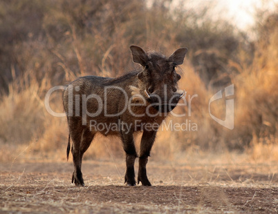 Large Alert Warthogs Male in Clearing