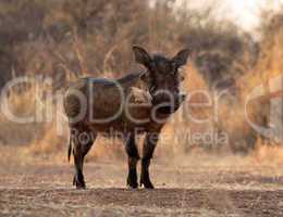 Large Alert Warthogs Male in Clearing