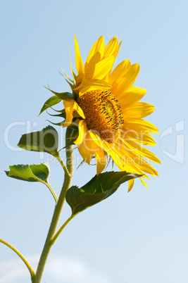 Sonnenblume