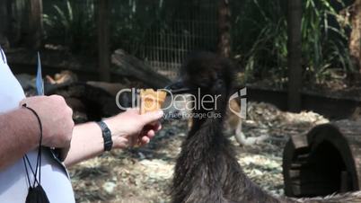 Emu picking