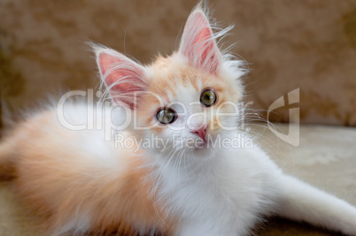 Maine Coon Kitten