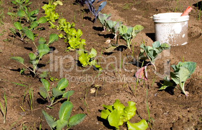 Verschiedene Kohlsorten im Garten