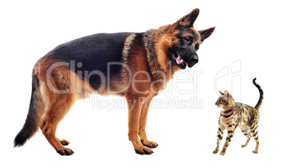 german shepherd and kitten