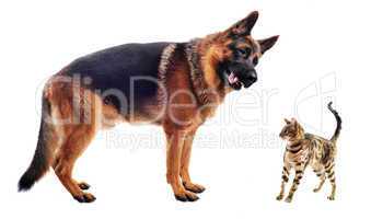 german shepherd and kitten