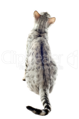 back of bengal cat