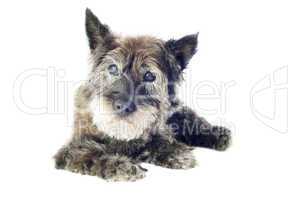 cairn terrier