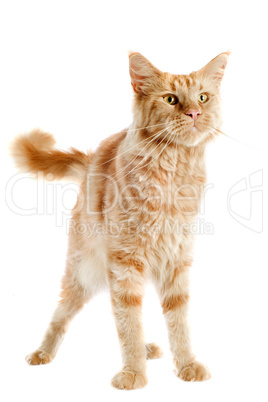 ginger maine coon cat