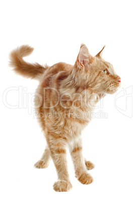 maine coon cat