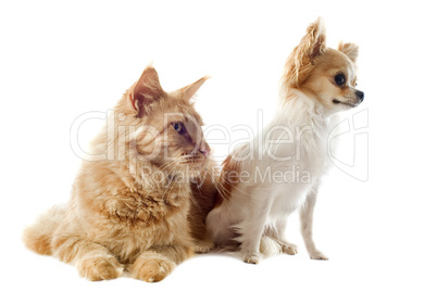 maine coon cat and chihuahua