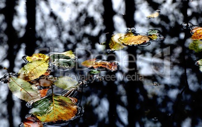 herbsttag