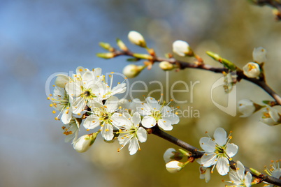 Schlehenblüten