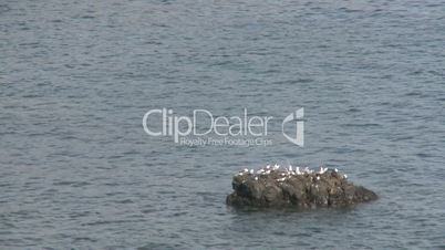 Seagulls on Rock