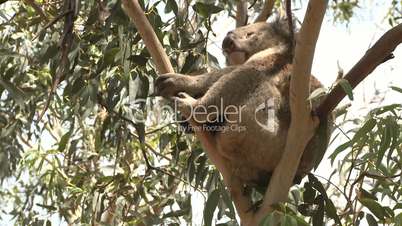 Australian Koala Bear